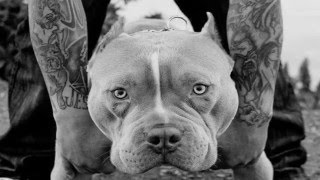 Cartel De Santa - donde estan perros - (( Perros Pitbull )) - Ft Prod Esp