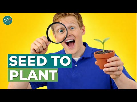 Come crescono le piante: lo straordinario ciclo vitale