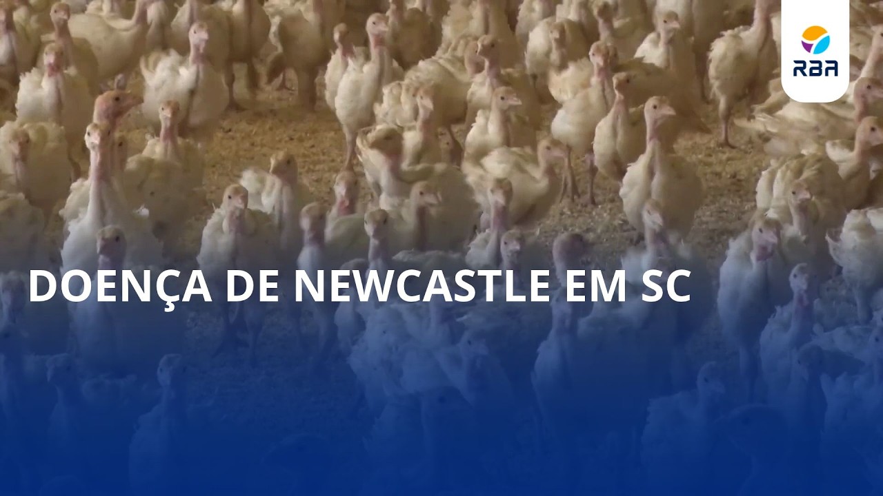 Doença de Newcastle em SC. Cidasc intesifica fiscalização após foco no Oeste