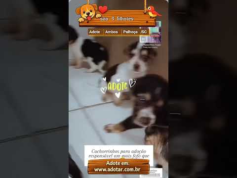 Vídeo de são 9 filhotes 