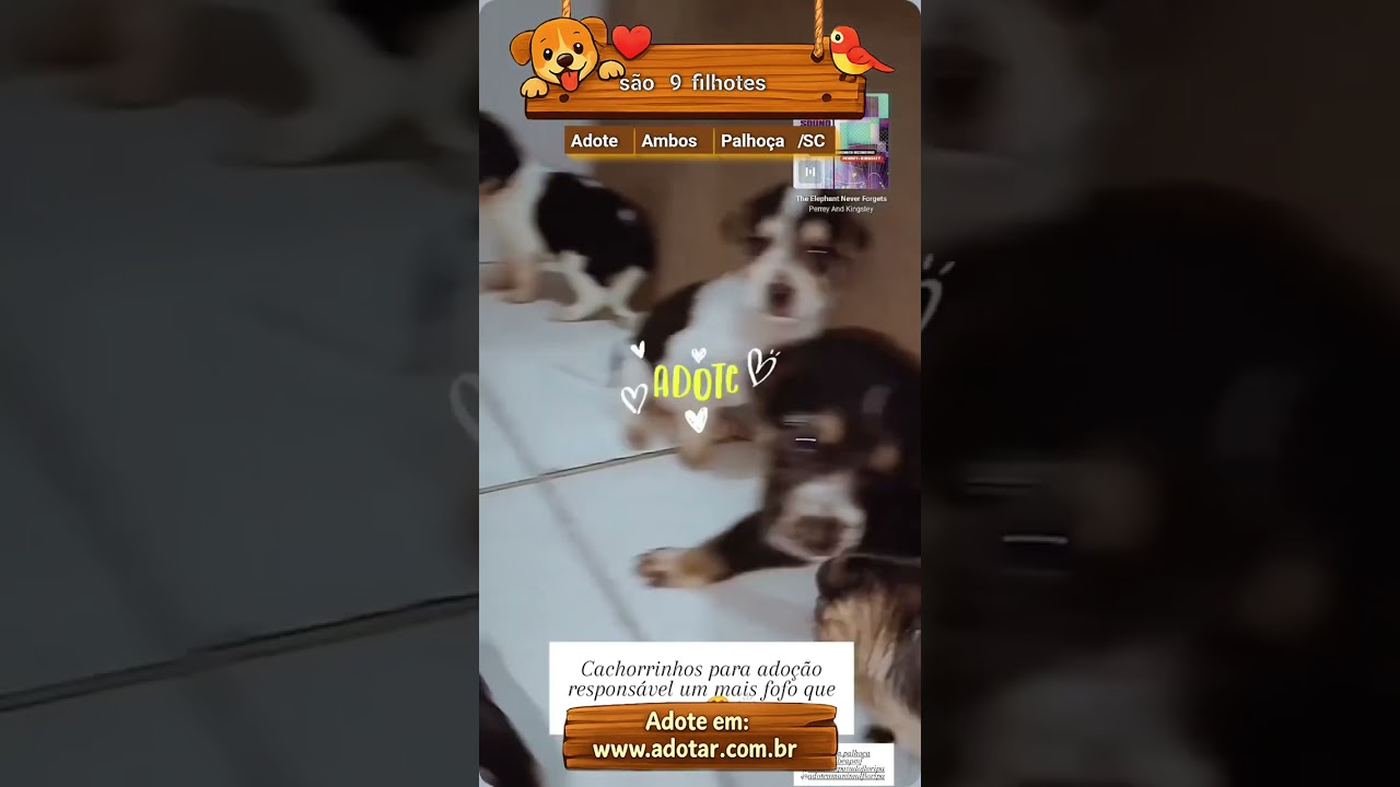 Cachorro raça SRD-ViraLata idade Abaixo de 2 meses nome são 9 filhotes 
