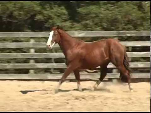 LOTE 40 DATA VENIA GADANHO