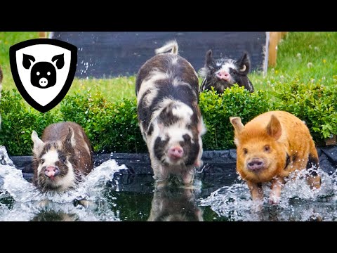 Water Race Madness!!!