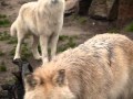 Arctic Wolves In Zoo Berlin Howling Growling Barking