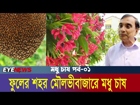 মৌলভীবাজারে বিশেষ পদ্ধতিতে মৌমাছির মাধ্যমে মধু চাষ হচ্ছে | Honey Farming Process in Bangla