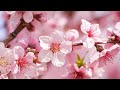 Beautiful Relaxing Piano Music for Sleeping, Stress Relief, & Meditation 🌸 featuring Spring Blossoms