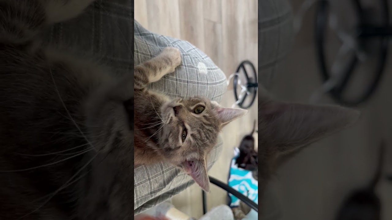 Enlarge Percy is a Little Charmer, a ADOPTABLE mixed breed in Eagle Point, OR video 6/6