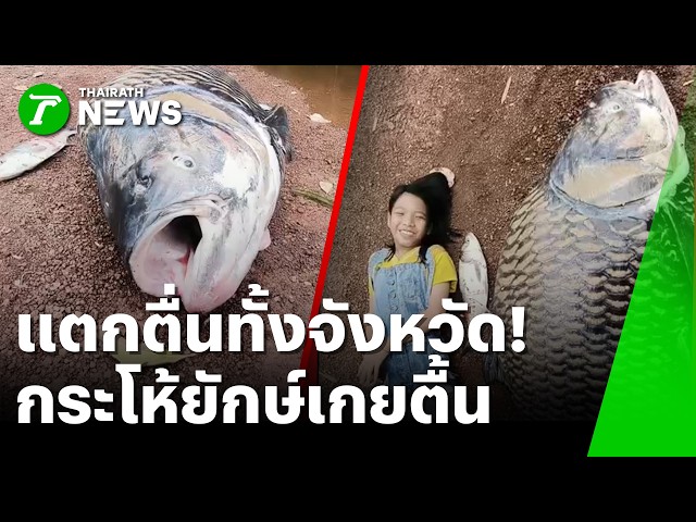 แตกตื่นทั้งจังหวัด! ปราจีนฯ น้ำท่วมทำพิษ ปลากระโห้ยักษ์เกยตื้นดับ! | 12 ต.ค. 69 | ห้องข่าวหัวเขียว