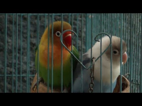 Sounds of Lovebird 1 Hour Live Recording V.2