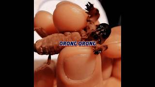 Download lagu Orong orong : hewan berbadan jangkrik berwajah udang #OrongOrong #MoleCricket #Hewan #Alam #Serangga mp3 Download lagu Orong orong : hewan berbadan jangkrik berwajah udang #OrongOrong #MoleCricket #Hewan #Alam #Serangga mp3