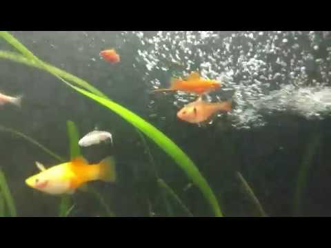 Motorola Moto X Force (XT1580), Slow Motion, Fish Tank