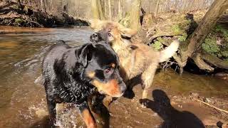 Miniaturka - ROTTWEILER I OWCZAREK KAUKASKI