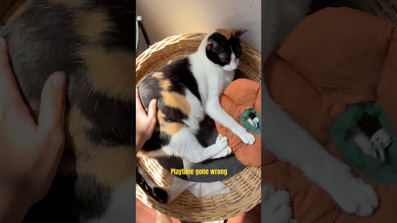 That was close!😅 ✨🐾  #foryoushorts #catshorts #calicocat