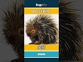 porcupine - 豪猪 video thumbnail