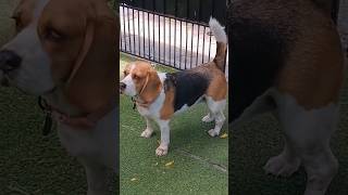 Amo demais 🐶🐶.                        #animais #shortsviral #shorts #adote #cachorro #dogs #beagle