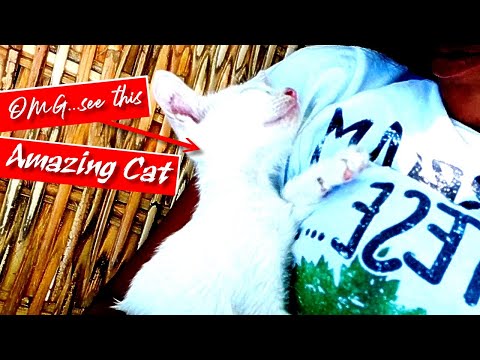 CATS will make you LAUGH your head off 🙀 sleepy cat 🐈 happy birthday Sharlene 🎂