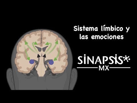 Sistema límbico