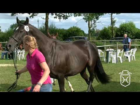 SE073CH Stutfohlen von Caplan - Esteban xx - Alcatraz