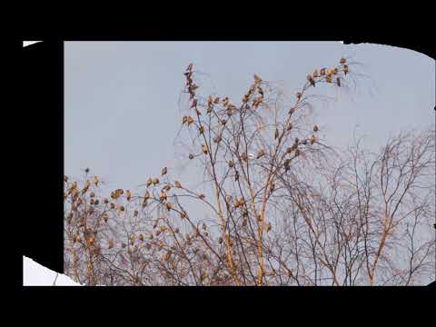 Georg Ots - Uudelleen jos luokses tulla voisin