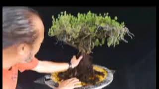 Download lagu Live Demo by Robert Steven on Pemphis Bonsai mp3 Download lagu Live Demo by Robert Steven on Pemphis Bonsai mp3