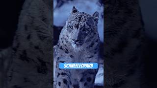 Schneeleopard – der Geist im Pelz