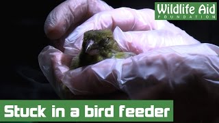 Injured Greenfinch Struggles to Wake Up After Surgery