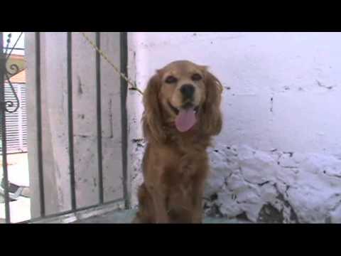 El cocker spaniel lamis1