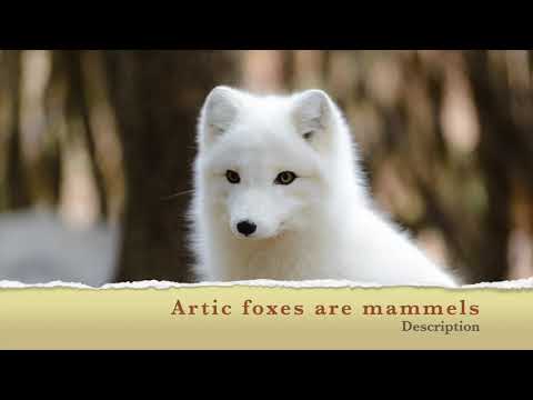 Adiba T  Animal Story