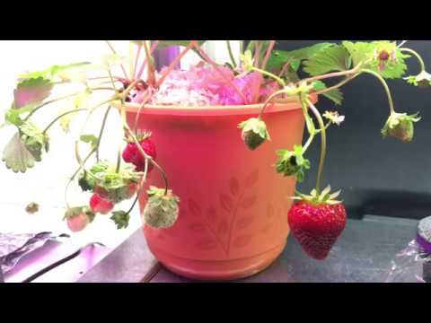 , title : 'Growing strawberries 🍓 under lights'