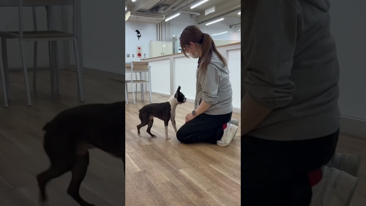 犬、避難する。