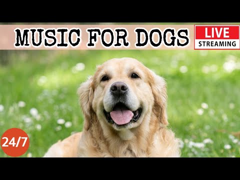 [LIVE] Dog Music????Calming Music for Dogs with Anxiety????????Dog Sleep Music for Dog Relaxation????????1-2