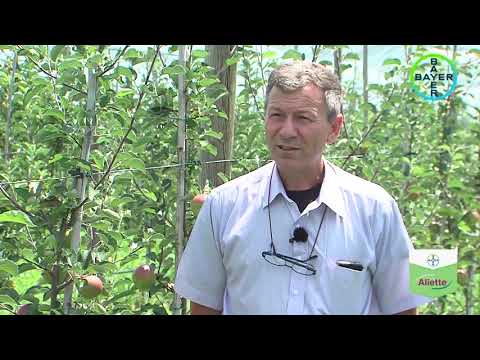 Bayer - Testimonial FLORIN CRISTIAN MARIN - fungicidul ALIETTE in pomicultura