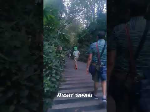 Night safari Singapore #endangeredspecies #animals #shorts #international