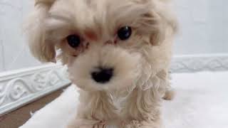 ハーフ犬の動画01