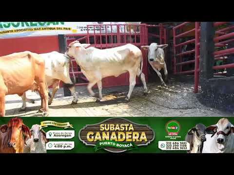 Lote 78 Subasta 11 de Septiembre de 2026