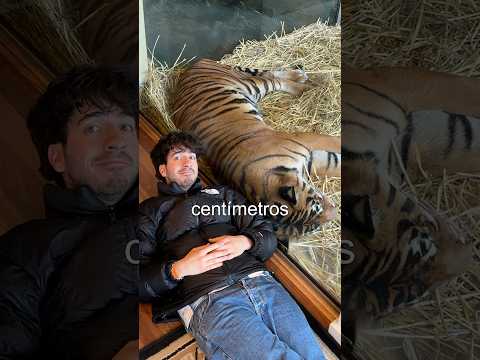 Pasé 24 horas con un tigre.