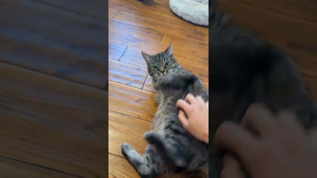 Nessa & Maple, a ADOPTABLE Domestic Short Hair in Spencerville, ON video 2/6