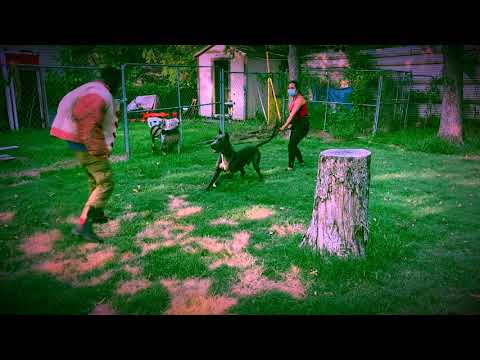 Man Vs Great Dane | Great Dane protection training