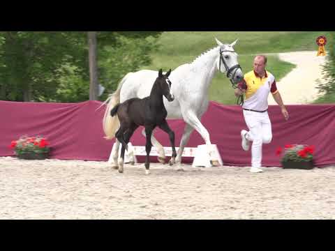 Fohlenmarkt Fronhofen - KN 9 Now or Never - Denario