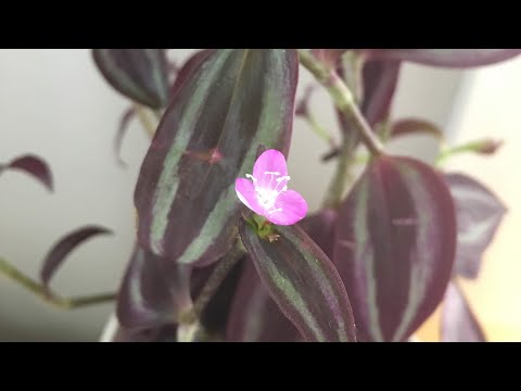 download lagu mp3 mp4 Tradescantia Zebrina Flowers, download lagu Tradescantia Zebrina Flowers gratis, unduh video klip Tradescantia Zebrina Flowers