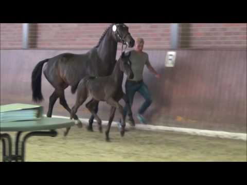 *2017 Stutfohlen von De Niro Gold - Rubin Royal  *not for sale*