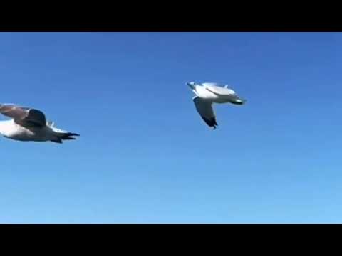 Vl Sur sangeet nature#vlsursangeet