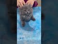 Cat Meow Shortvideo Cat Mycatchannel Funny Catchannel Yourcat Pets Catschannel Funnycats