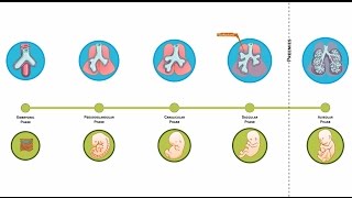 E-Learning Video : How our lungs form E-Learning Video : How our lungs form