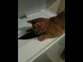Cat Opens Washing Machine