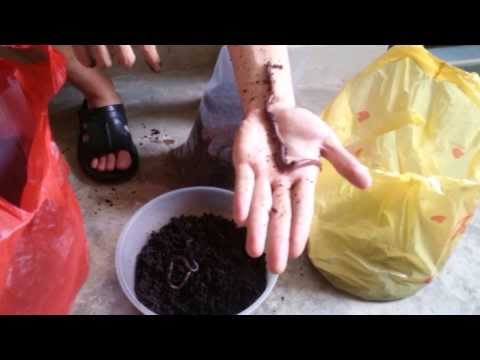 Full Grown Malaysian Blue Worm - Perionyx excavatus