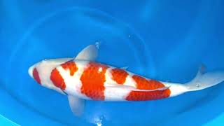 video van Meerstaps Kohaku 2311005