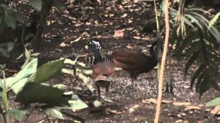 preview picture of video 'Birds of Costa Rica: Great Curassow- Crax rubra'