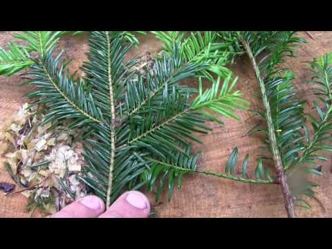 Bushcraft Wissen: Unterschied EIBE (giftig!) TANNE und FICHTE [Kurzversion]