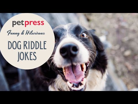 Funny And Hilarious Dog Riddle Jokes That Will Make You Laugh